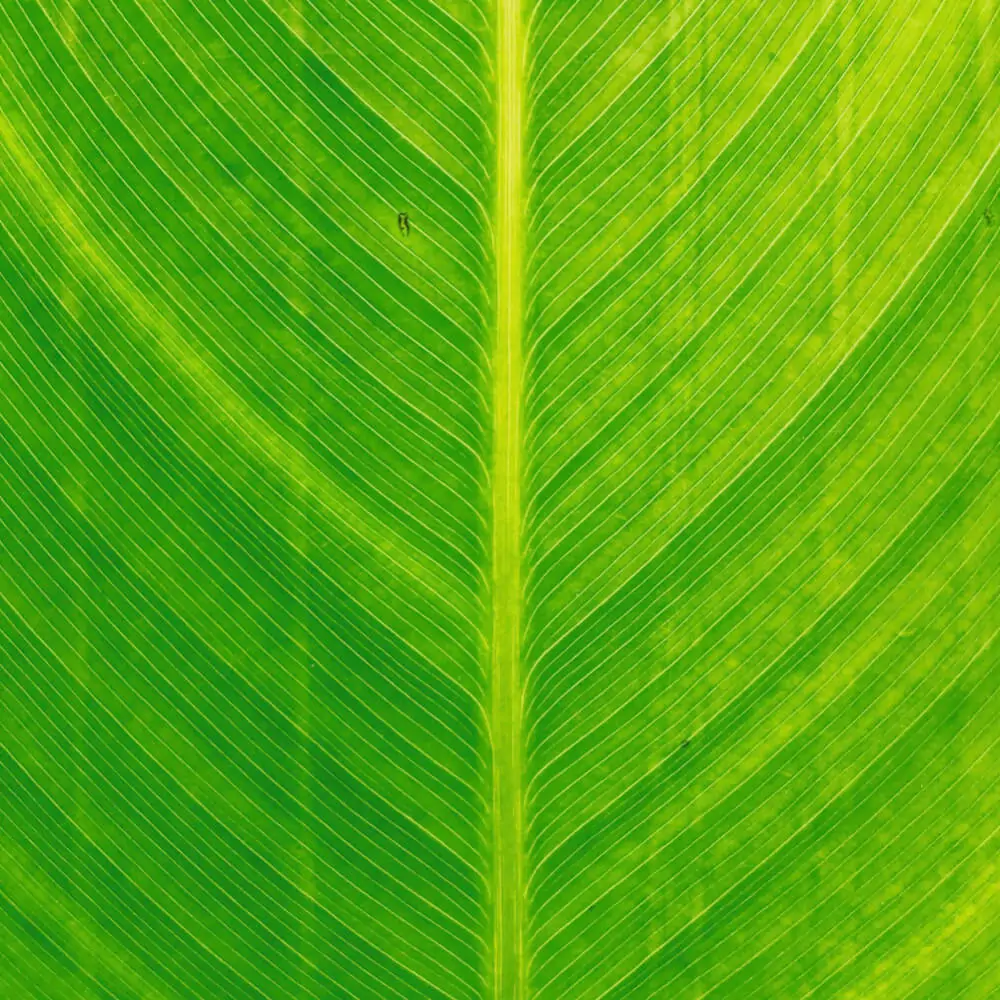 (Vidéo) Notre mois éco-responsable